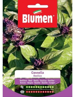 Basilico Cannella - Blumen