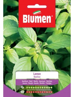 Basilico Lemon - Blumen