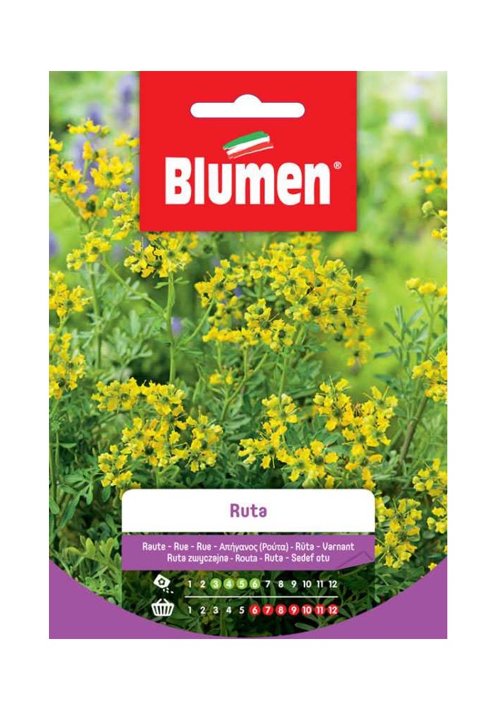 Ruta - Blumen
