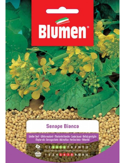 Senape Bianca - Blumen