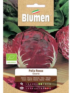 Cicoria Palla Rossa Bio - Blumen