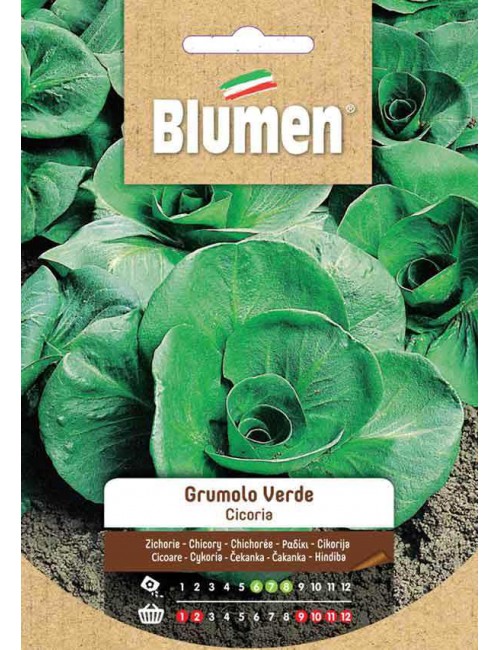 Cicoria Verde Bio - Blumen