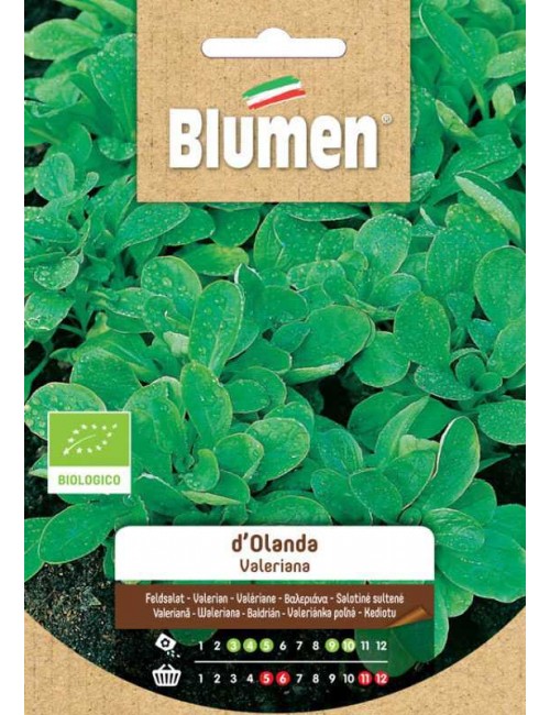 Valeriana D'Olanda Bio - Blumen