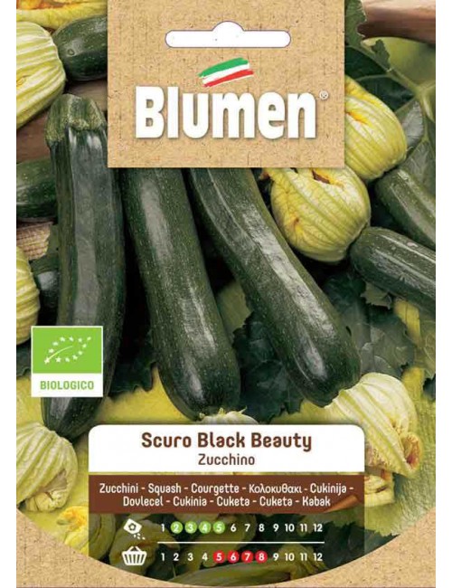 Zucchino Scuro Black Beauty Bio - Blumen