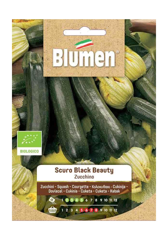 Zucchino Scuro Black Beauty Bio - Blumen