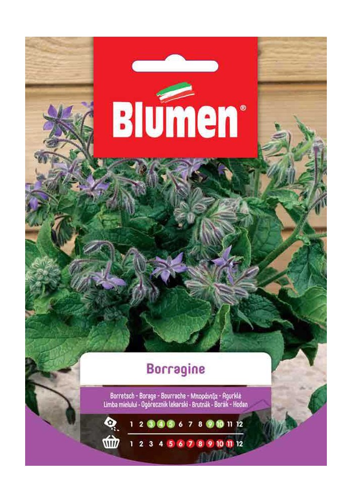 Borragine- Blumen
