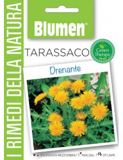 Tarassaco - Blumen