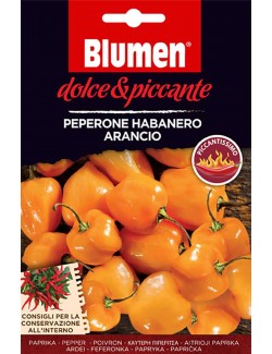 Peperone Habanero Arancio - Blumen