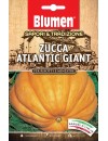 Zucca Atlantic Giant - Blumen