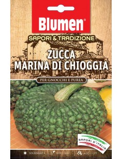 Zucca Marina di Chioggia - Blumen