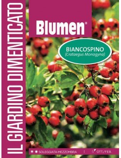Biancospino - Blumen