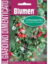 Cotoneaster - Blumen