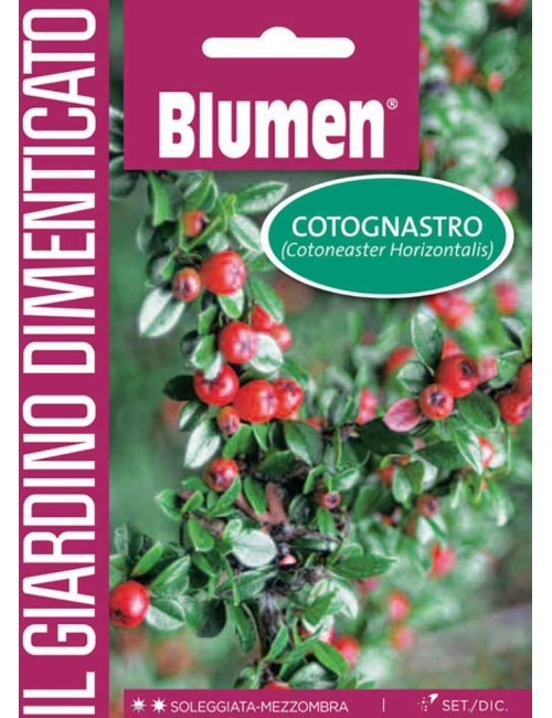 Cotoneaster - Blumen