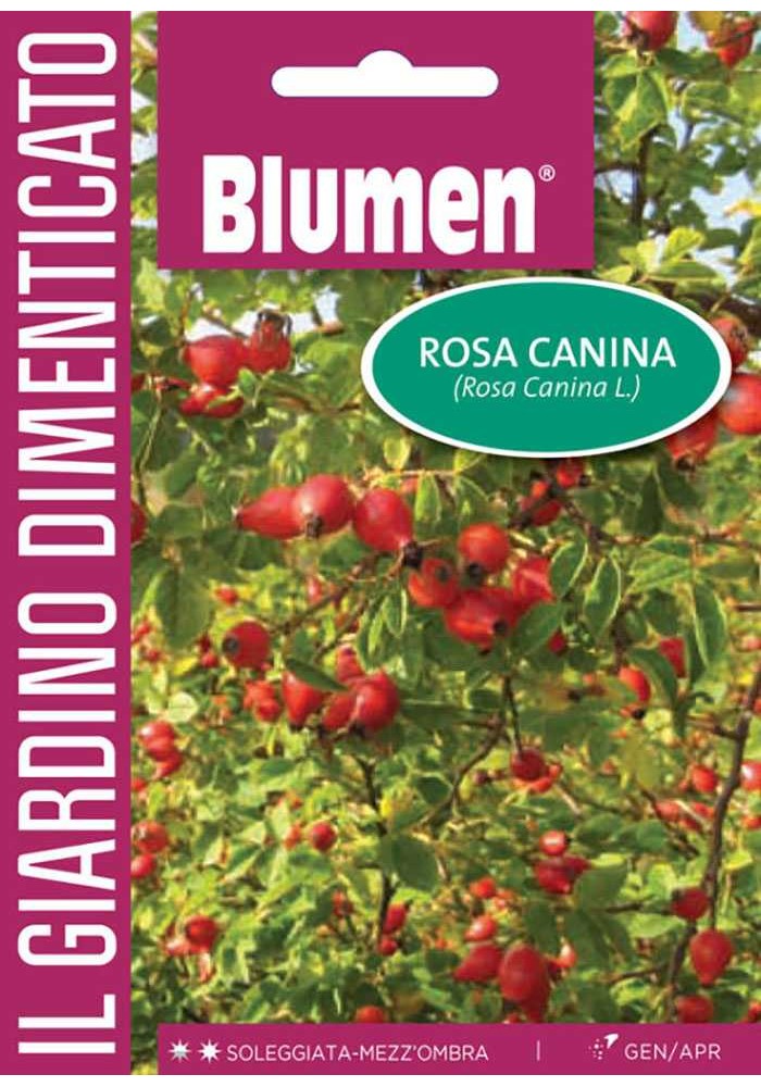 Rosa Canina - Blumen