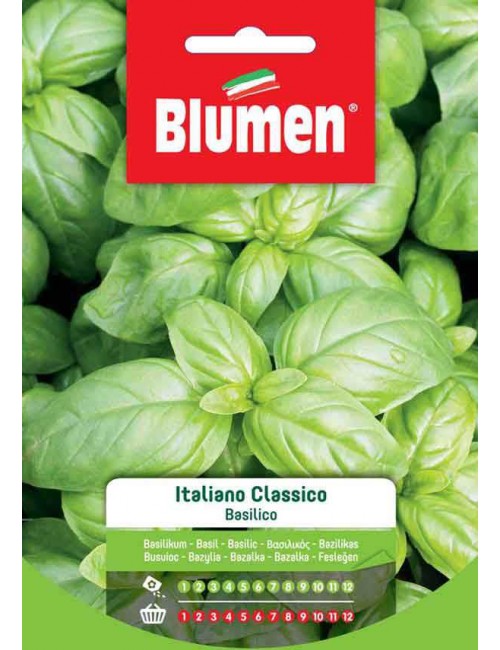 Basilico  Italiano Classico - Blumen
