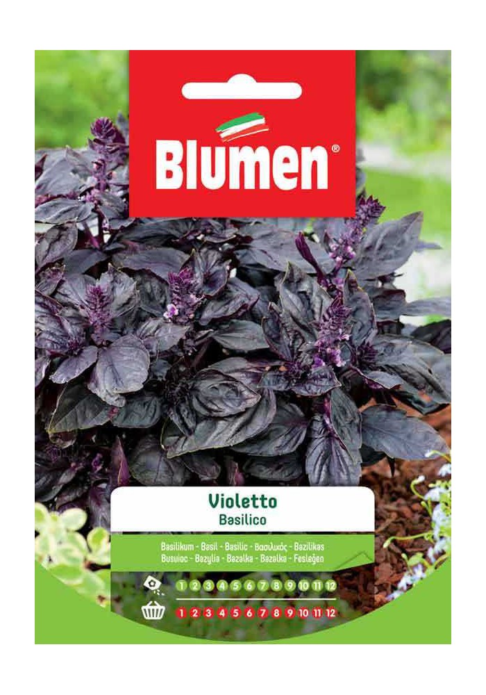 Basilico  Violetto - Blumen