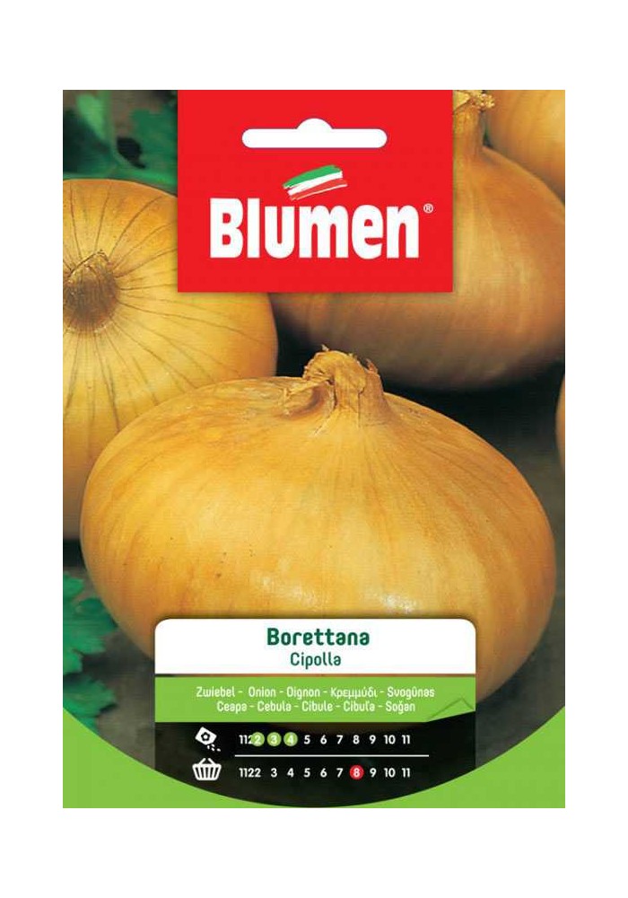 Cipolla Borettana - Blumen