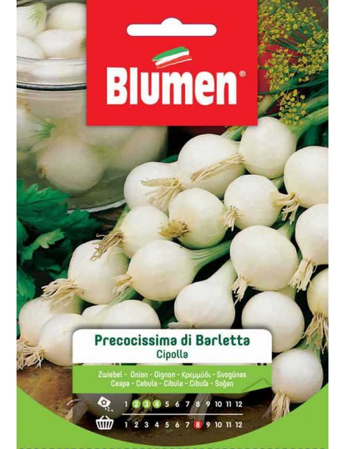 Cipolla Precocissima di Barletta - Blumen