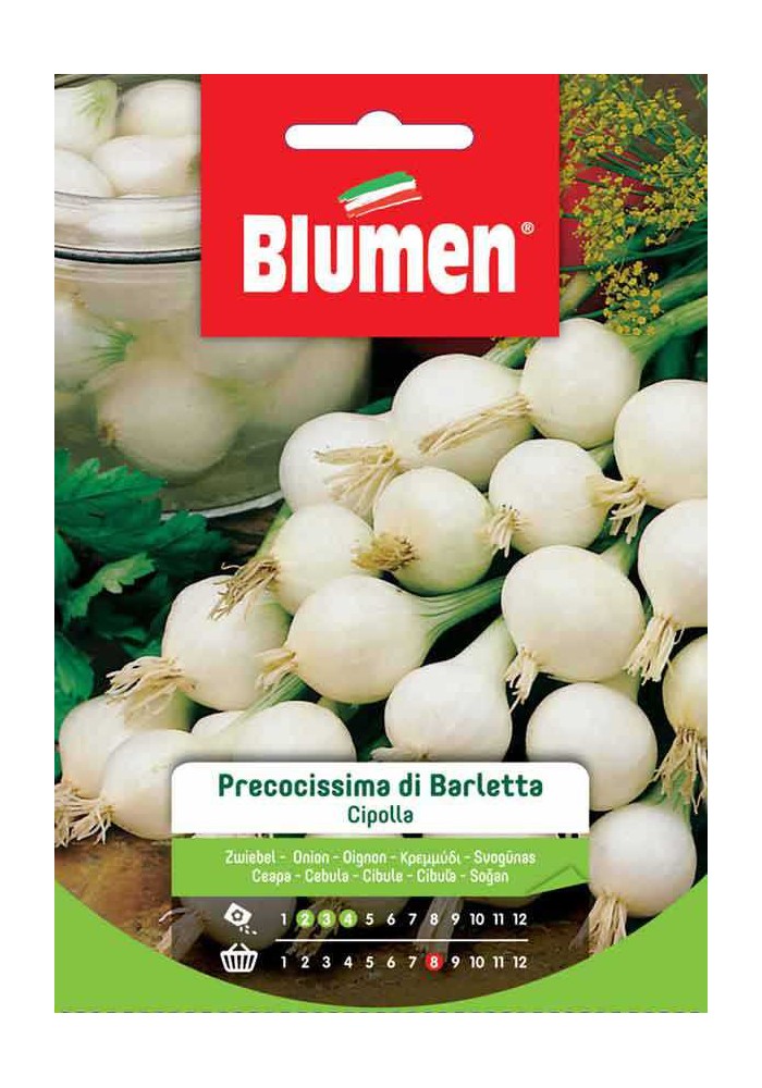Cipolla Precocissima di Barletta - Blumen