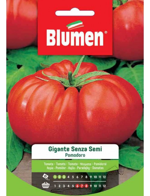 Pomodoro Gigante senza Semi - Blumen