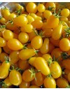 Pomodoro Yellow Pear - Blumen