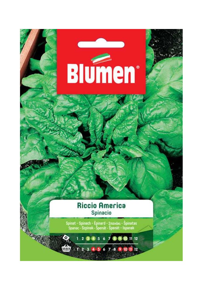 Spinacio Riccio America - Blumen