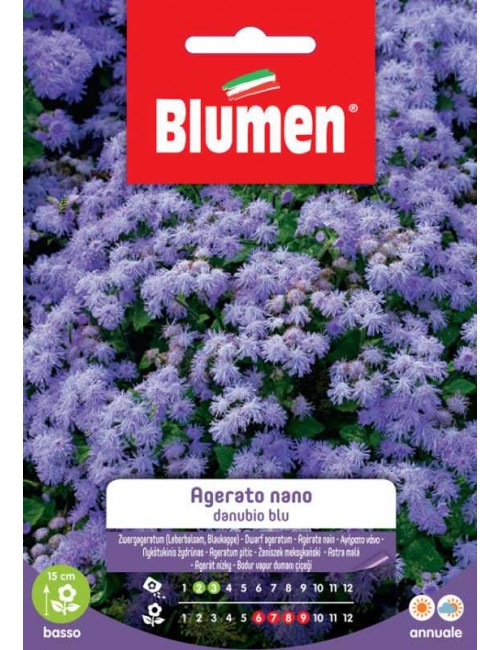 Agerato Nano Blu - Blumen