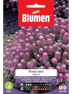 Alisso Violetto Nano - Blumen