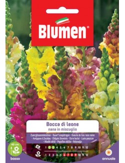 Bocca di Leone Nana in Miscuglio - Blumen