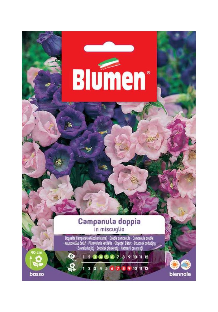 Campanula Doppia in Miscuglio- Blumen