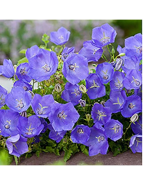 Campanula Carpatica Blu - Blumen