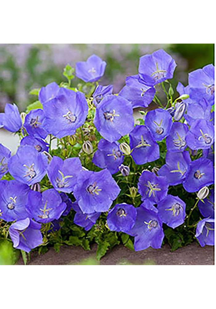 Campanula Carpatica Blu - Blumen