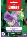 Cobaea Scadens Violetta - Blumen