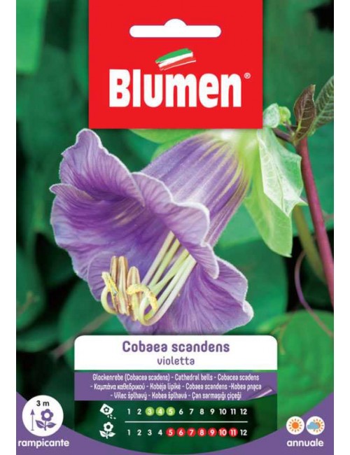 Cobaea Scadens Violetta - Blumen