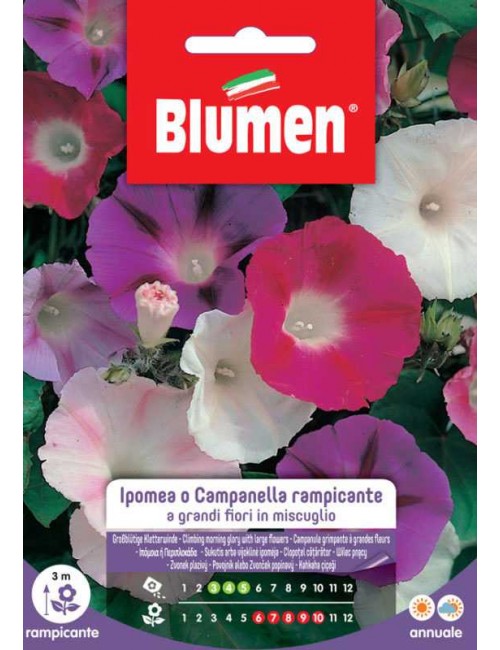Ipomea Campanella Rampicante in Miscuglio - Blumen