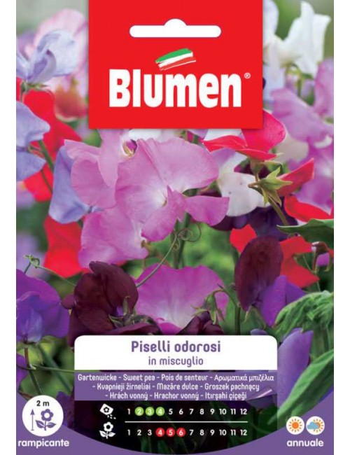 Piselli Odorosi in Miscuglio - Blumen