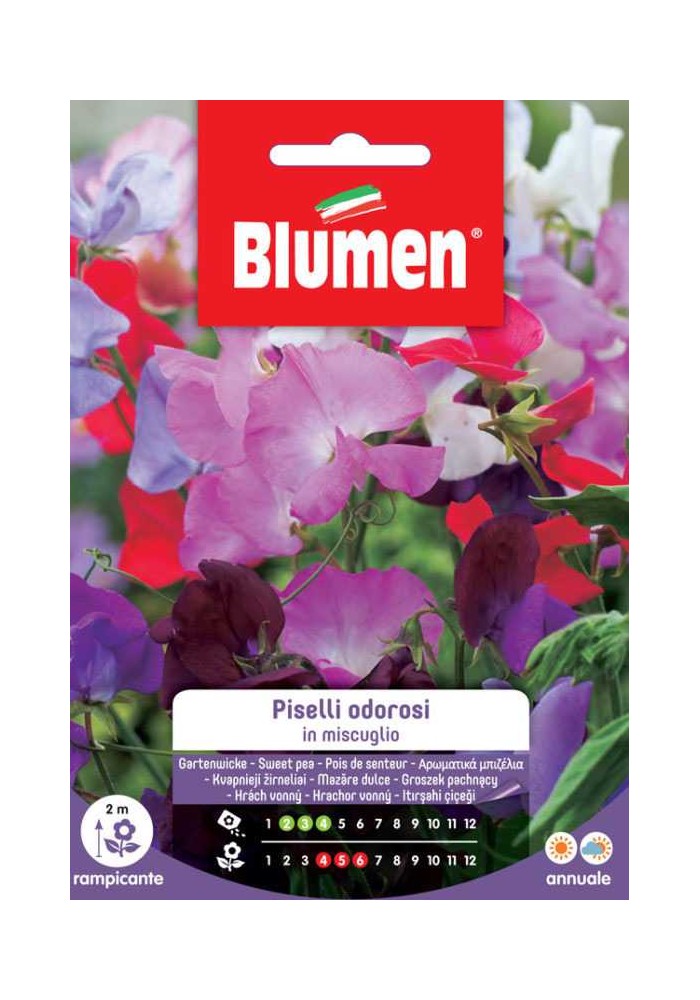 Piselli Odorosi in Miscuglio - Blumen