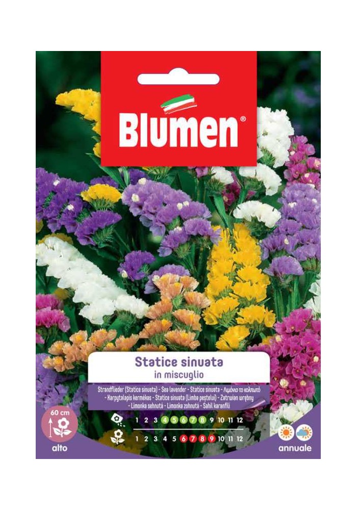 Statice Sinuata in miscuglio - Blumen