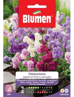 Violaciocca Gigante di Nizza - Blumen
