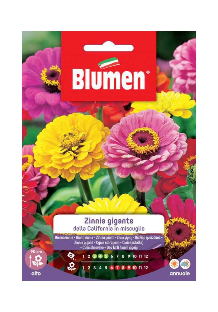 Zinnia gigante della California in miscuglio - Blumen