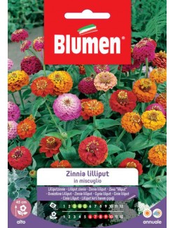 Zinnia Lilliput in miscuglio - Blumen