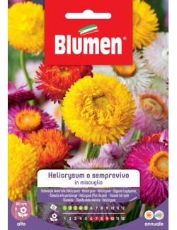 Helicrysum o Semprevivo in miscuglio - Blumen