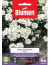 Iberis Gibraltarica bianco - Blumen