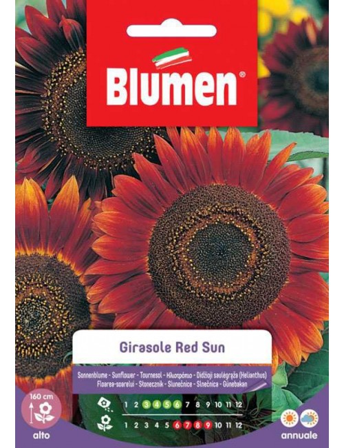 Girasole Red Sun - Blumen