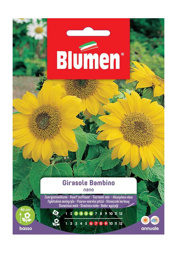 Girasole Bambino - Blumen