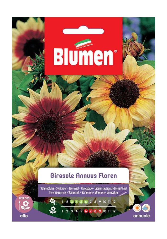 Girasole Annuus Floren - Blumen