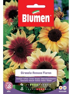 Girasole Annuus Floren - Blumen