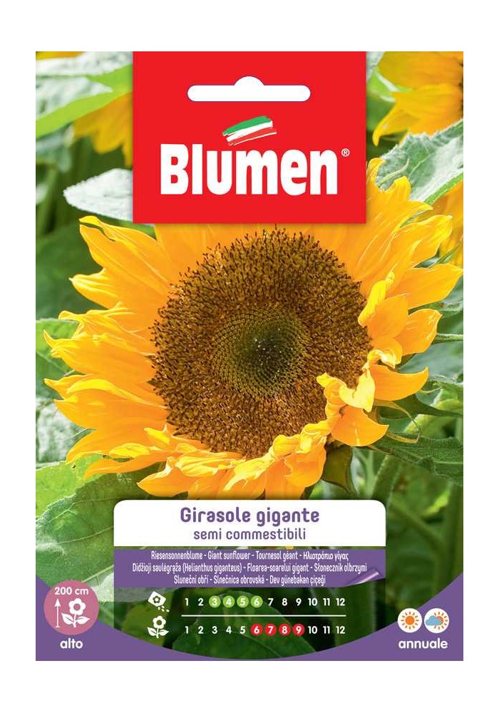 Girasole gigante semi commestibili - Blumen