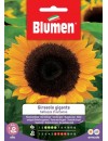 Girasole gigante Bellezza d’autunno - Blumen