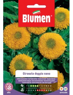 Girasole doppio nano giallo - Blumen
